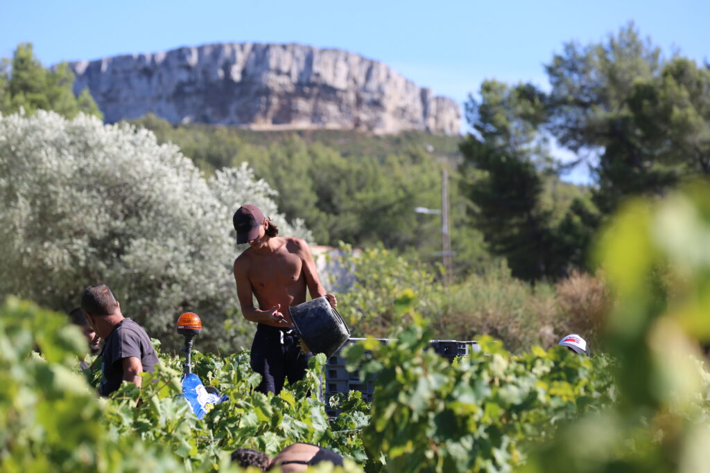 Jeune homme torse nu, portant une casquette, en pleine récolte dans une vigne. Il tient un seau noir près de rangées de pieds de vigne, avec des collines rocheuses à l’arrière-plan