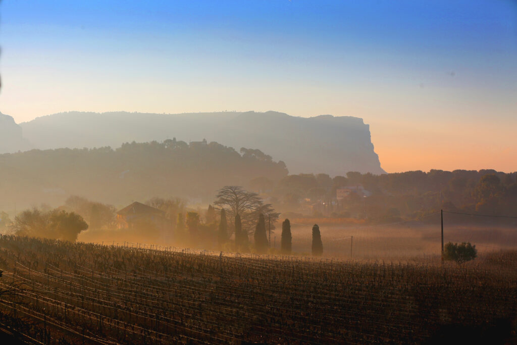 Paysage viticole baigné dans une lumière dorée du matin, avec des collines embrumées en arrière-plan et des cyprès se dressant parmi les vignes