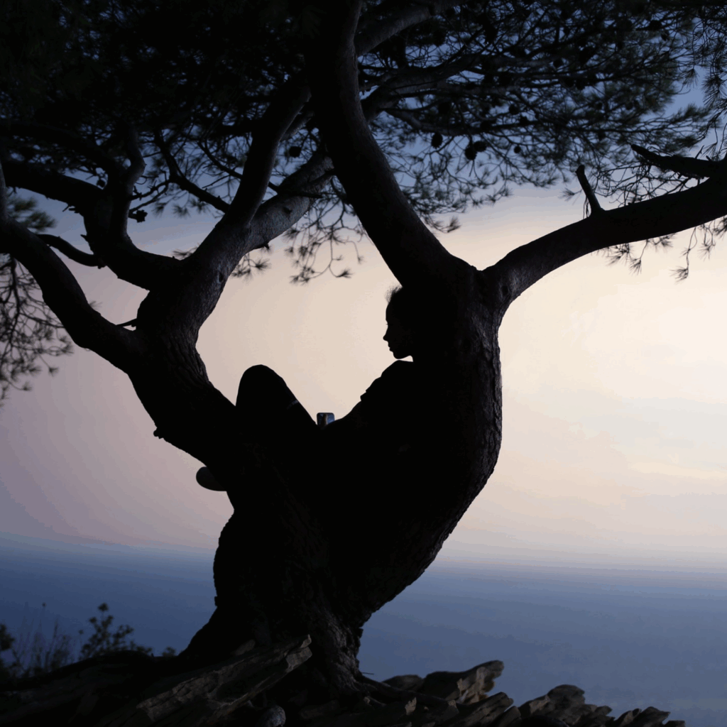 Silhouette d’un homme assis dans les branches d’un arbre au tronc épais, observant un paysage côtier baigné dans la lumière douce du crépuscule